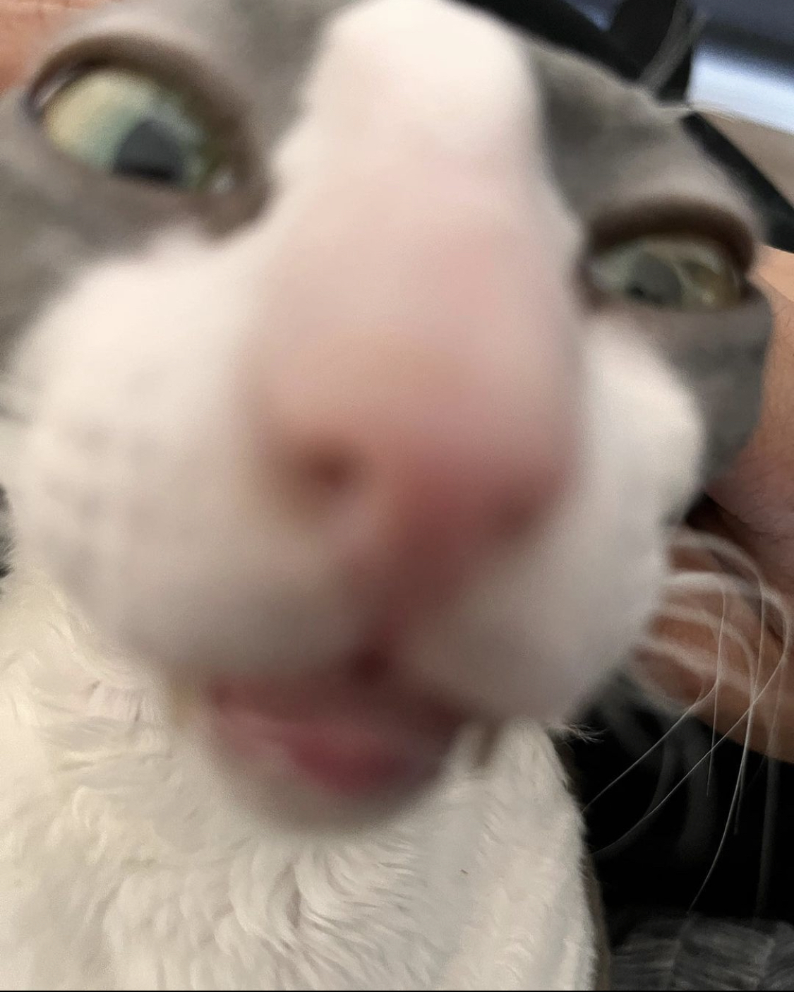 “cat_go_here”